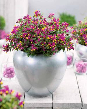 Blog De Jardinage Pourquoi Pas Un Jardin Fleuri Pendant L Hiver C Est Le Moment Plus Parfait Pour Entreprendre Vos Travaux De Jardinage à L Extérieur Commencez Par Choisir Les Bonnes Essences Plante En Fonction