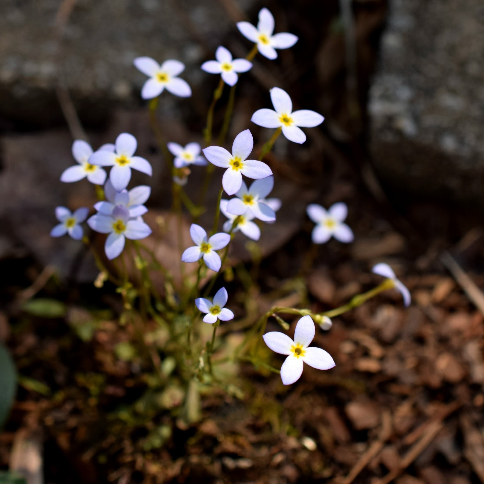 Using Native Plants Houstonia, We Have Tiny