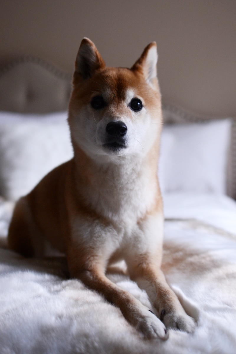 Shiba Inu ginger adorable dog cute
