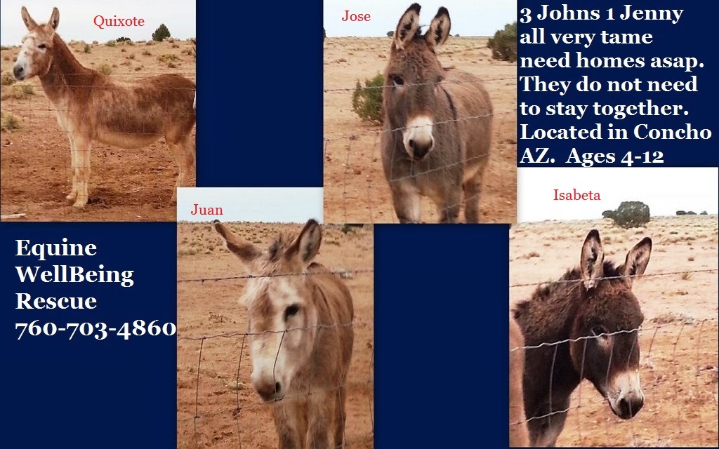 Equine WellBeing Rescue, Inc. 4 Donkeys need a home asap!