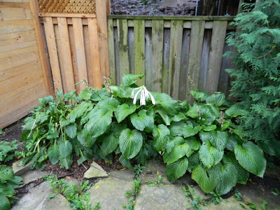 Riverdale Toronto Backyard Fall Cleanup Before by Paul Jung Gardening Services--a Toronto Organic Gardener Riverdale Toronto Backyard Fall Cleanup Before by Paul Jung Gardening Services--a Toronto Organic Gardener