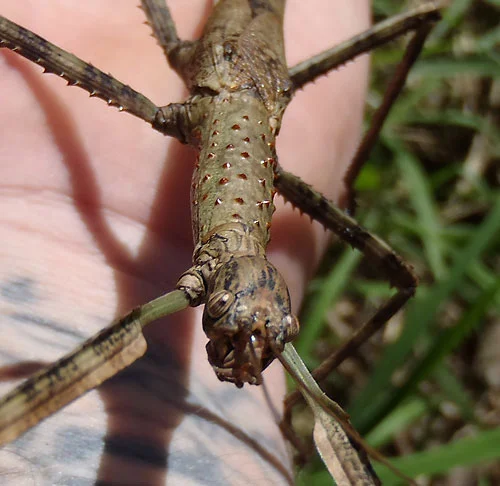 Strong stick insect close-up