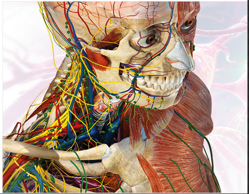 Human Body Anatomy And Physiology Create Webquest