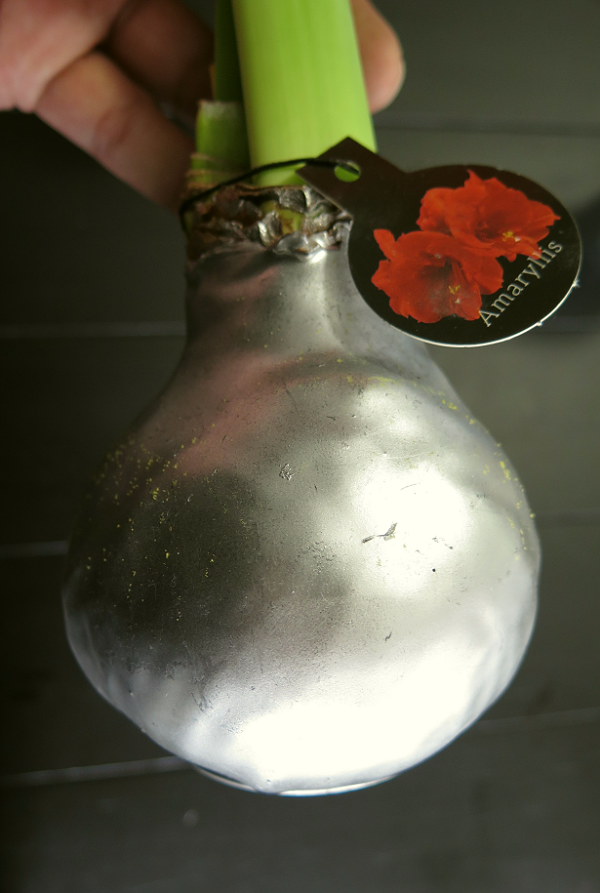 MrBrownThumb Waxed Amaryllis Bulbs