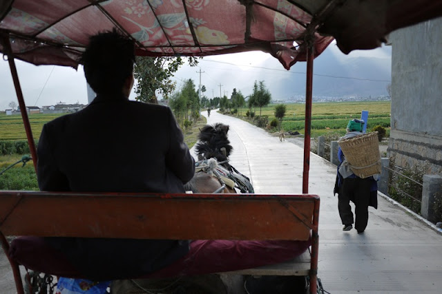 view of road ahead while sitting on a horse cart