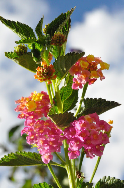 Resultado de imagem para imagens de lindas flores