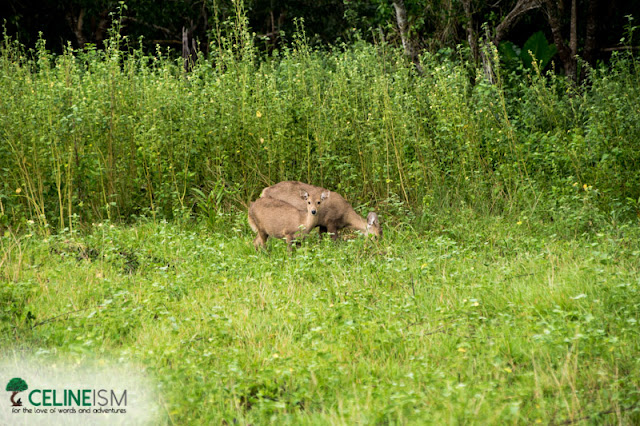 calamian deer calauit national park