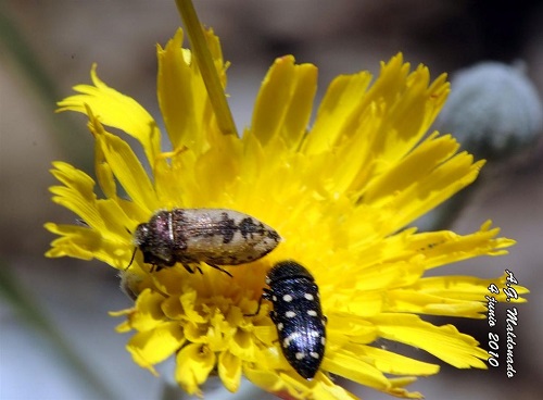 Biodiversidad Costa Granadina y (Fauna) Acmaeodera amarilla