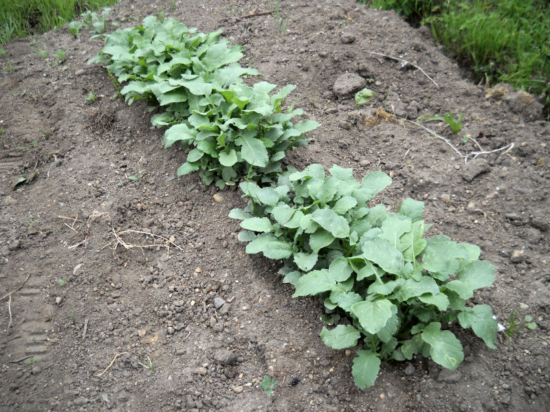 秋に何を蒔いて植えるか - 秋に何を植えるか