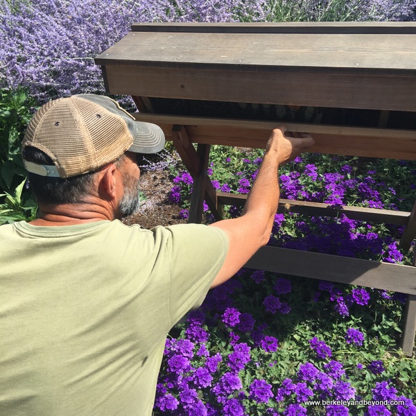 Master Gardener Tucker Taylor tends bees in gardens at Kendall-Jackson Wine Estate & Gardens in Fulton, California Master Gardener Tucker Taylor tends bees in gardens at Kendall-Jackson Wine Estate & Gardens in Fulton, California