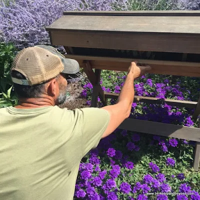 Master Gardener Tucker Taylor tends bees in gardens at Kendall-Jackson Wine Estate & Gardens in Fulton, California