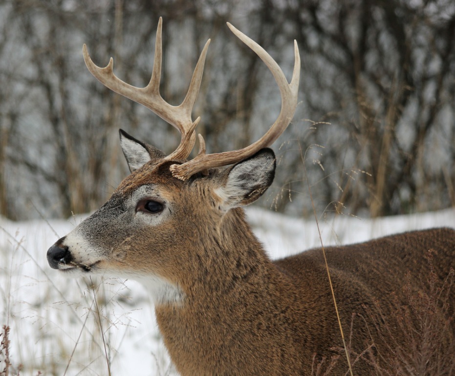 Ohio Birds and Biodiversity Whitetailed Deer bucks