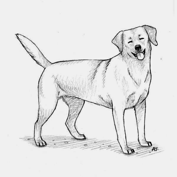 Rules of the Jungle: Sketch Drawings of Dogs