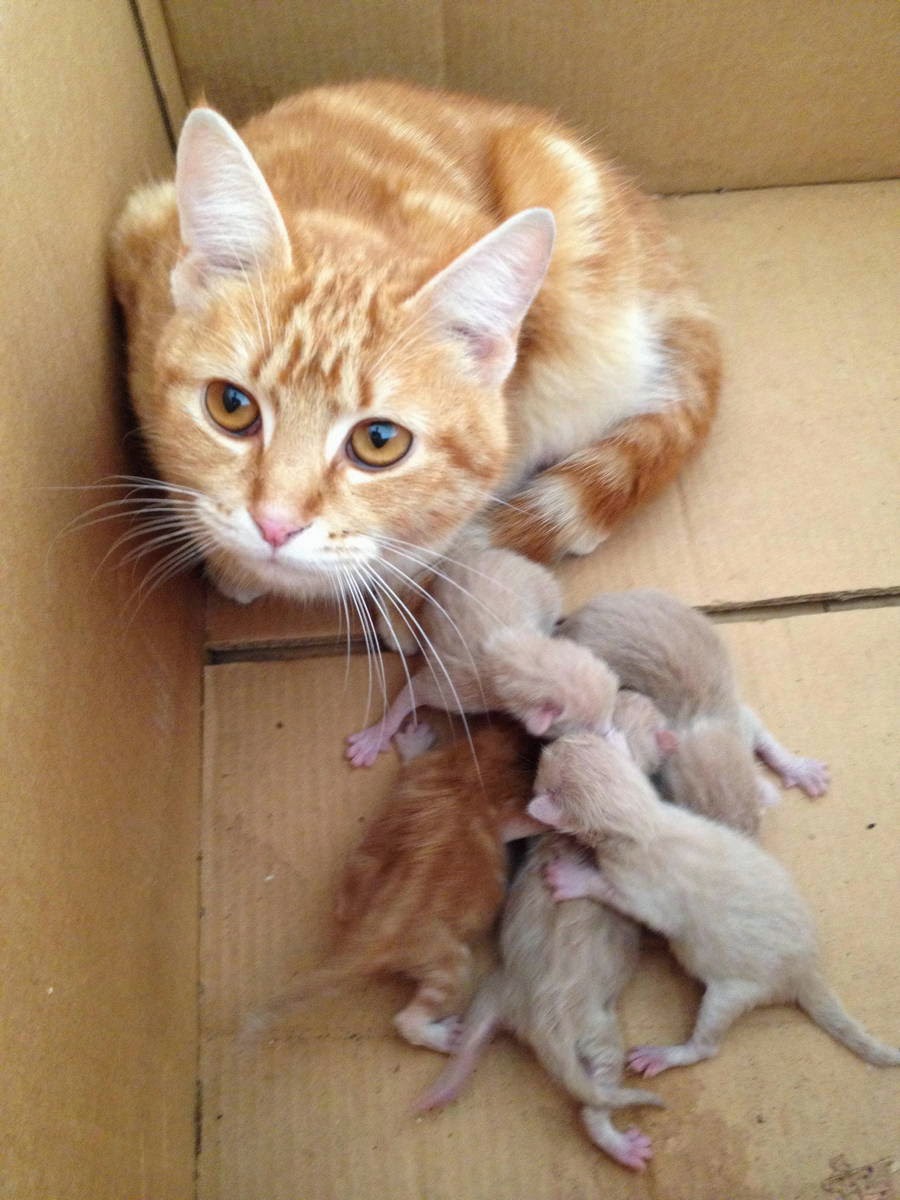 новорожденные котята. родилась рыжая кошка. рыжий котик маленький. приснилась кошка с котятами. слепые котята.