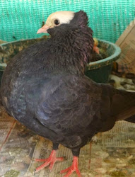 pigeon mookee without feathers pigeons india doves regard flight birds standard perfect