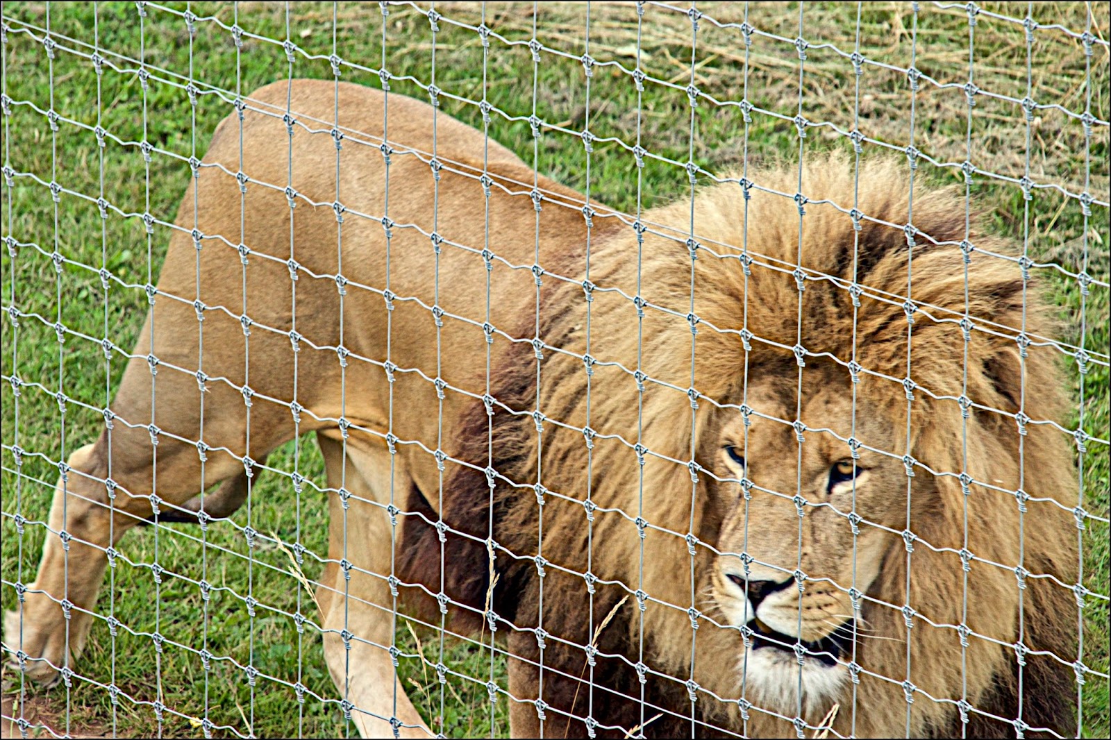 Brian's Blog Yorkshire Wildlife Park Doncaster July 2017 Part one