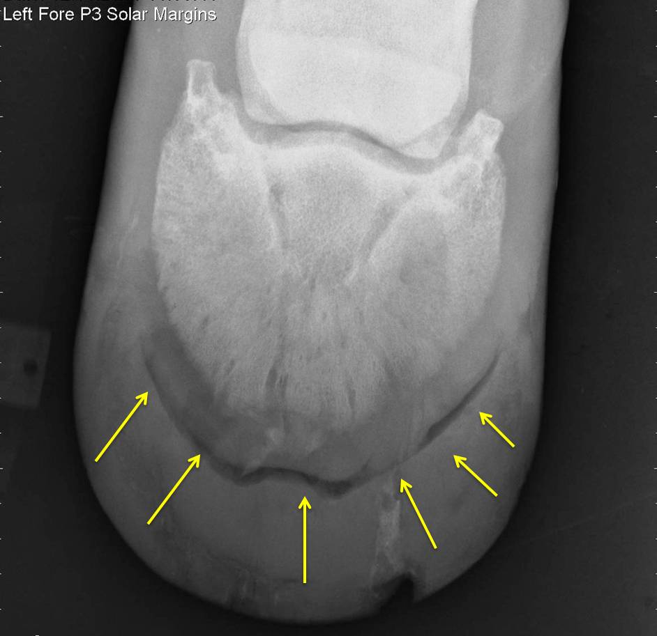 Michael Porter, Equine Veterinarian Recurrent Foot Abscess