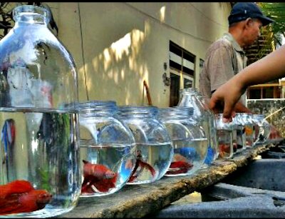 Ikan hias dalam toples Tips cara merawat ikan hias dalam toples yang benar