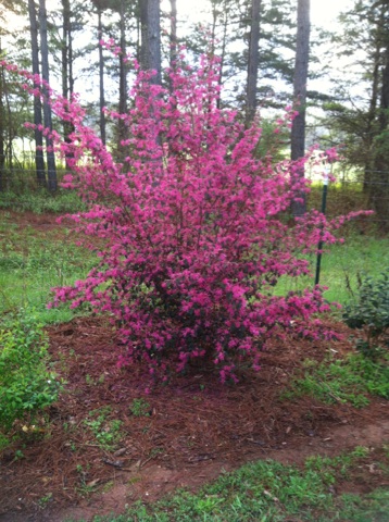 January Blooms In My Georgia Garden Loropetalum