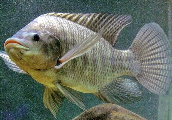 Jenis Umpan Ikan Mujaer Yang Sudah Terbukti