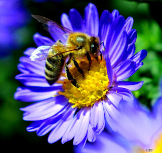 Biene, con ong, Bee, пчела, abeja, abeille, пчела, včela, Insekten, insekte, insektet, intsektuak, insekti, Насекоми, insekter, insects, Putukad, Hyönteiset, insectes, έντομα, serangga, feithidí, skordýr, insetti, ensèk
