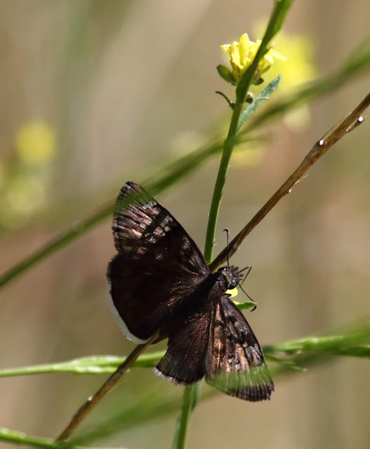 Funeral Duskywing Funeral Duskywing