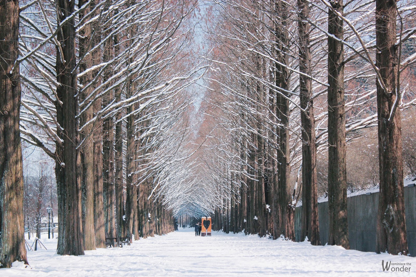 Winter Wonderland in Damyang - Metasequoia-lined Road (담양 메타세쿼이아길) -  Reminisce the Wonder