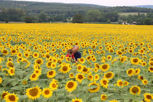 campo de girassóis na França