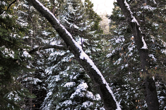 snow covered trees