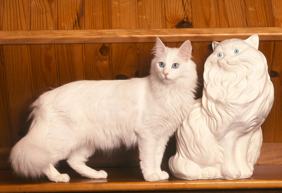 Differences Angora and Persian Cats Differences Angora and Persian Cats