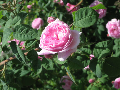 Pinkki ruusu
