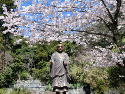  妙本寺の桜