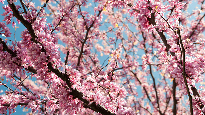 Pink Blossoms