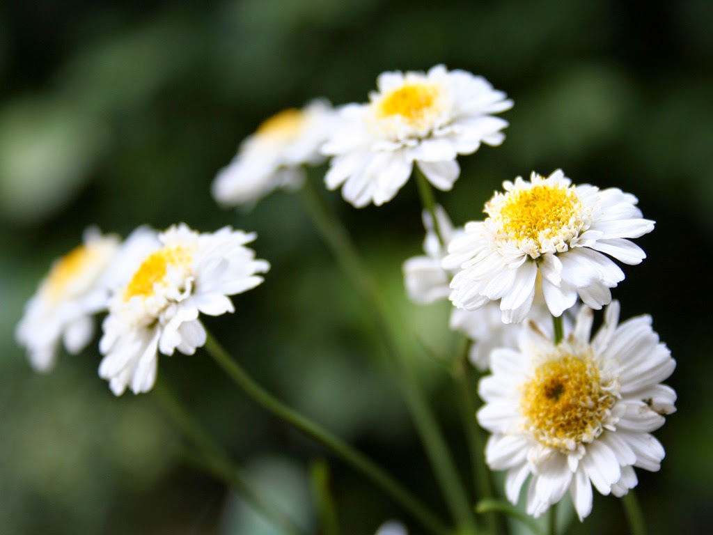 Hd Flowers Wallpapers For Desktop Background,Latest Flowers Images