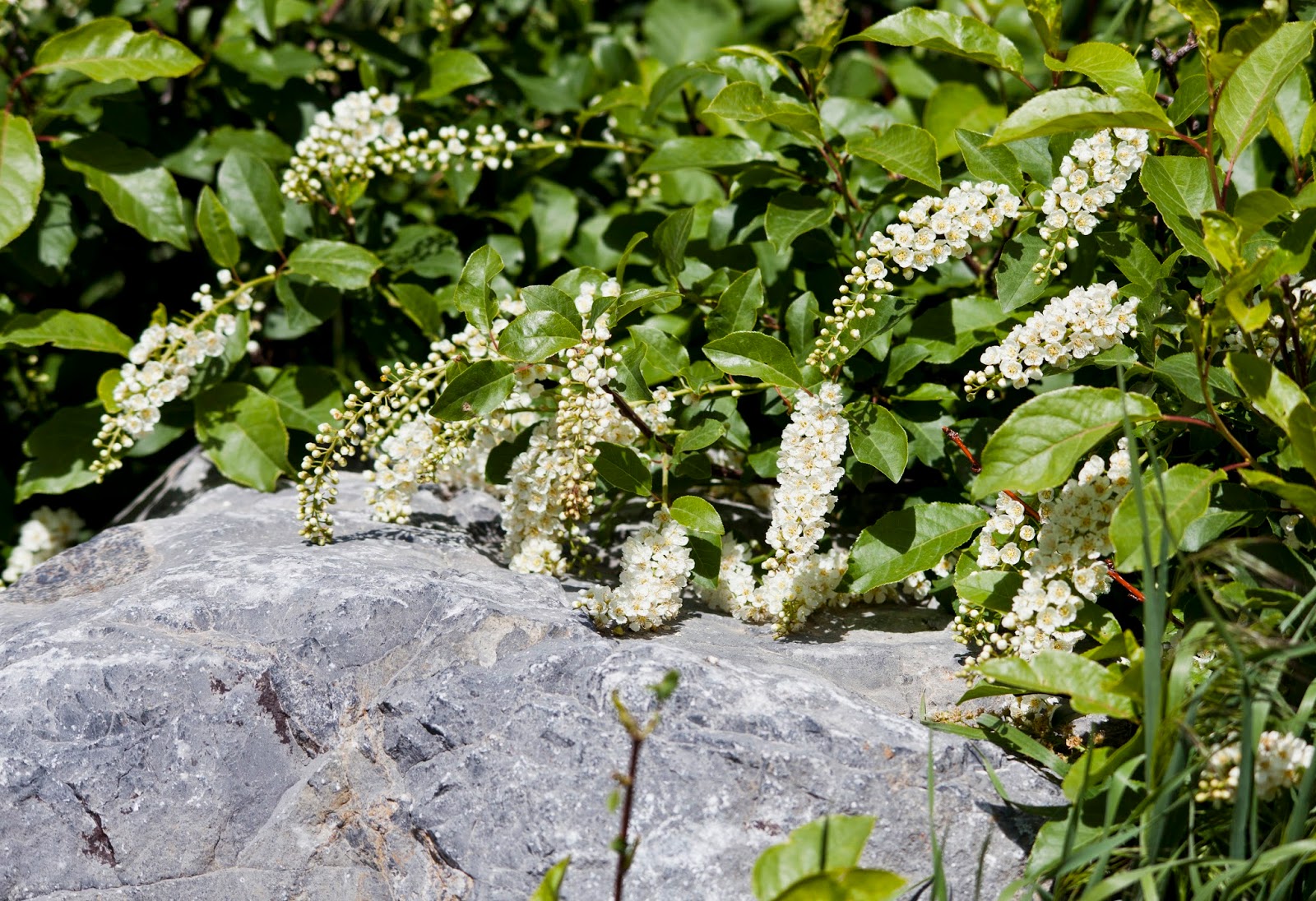 Walking Arizona Late Fall Flowers