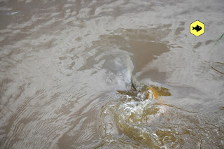 Flusskarpfen Frankreich II
