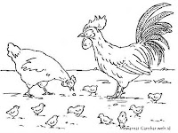 Gambar Keluarga Ayam Sedang Mencari Makan