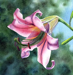 lily watercolor painting flower paintings belle daily fox barbara flowers water artist sold dailypaintworks