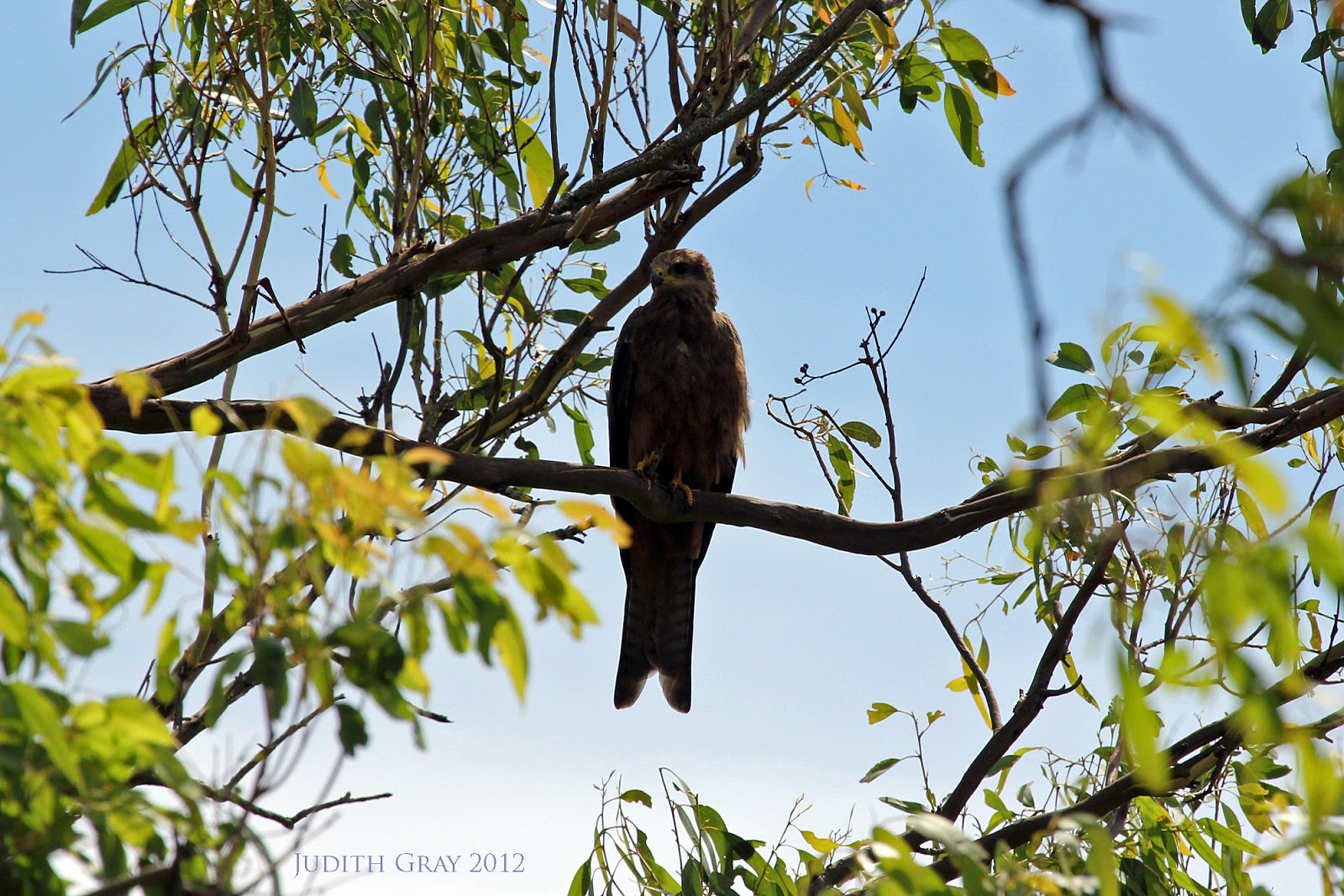 Eight Black Kites Cranley, Toowoomba, 23/12/12