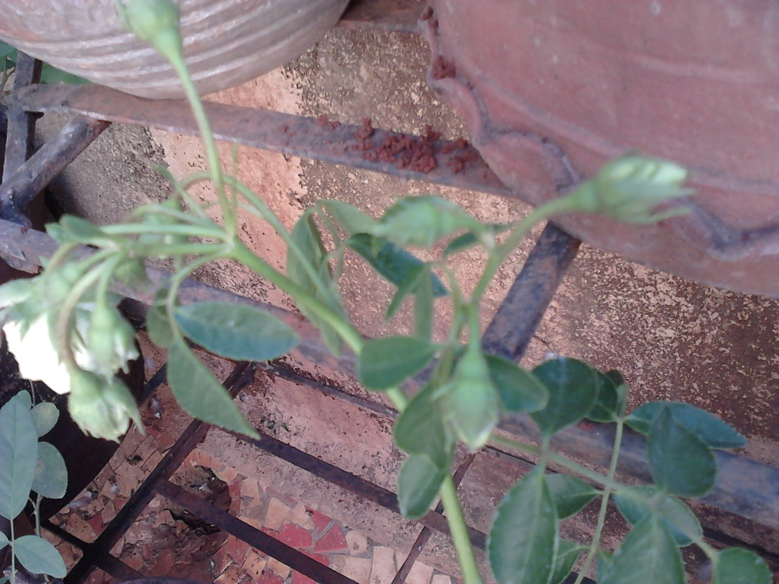 Garden Care Simplified Why my Rose Flowers are Burnt and Small Size