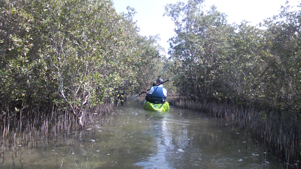 The Abu Dhabi Gazette Kayaking the Eastern Mangroves of Abu Dhabi