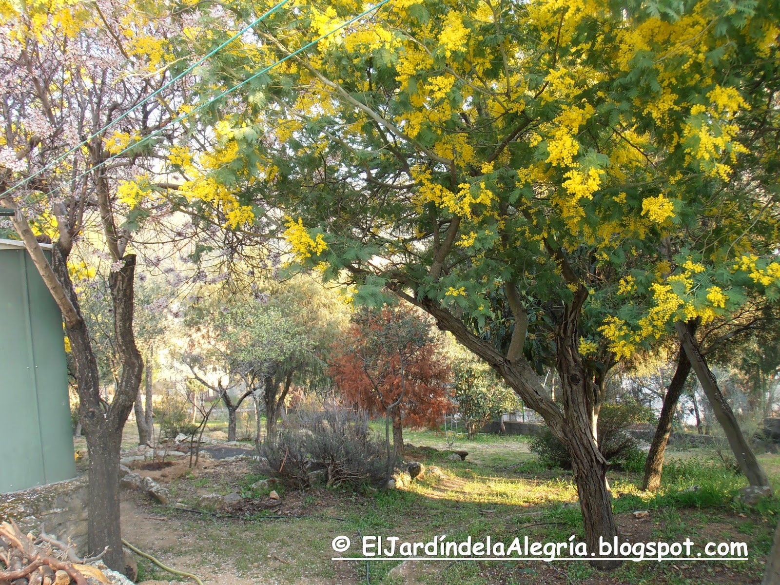 El jardín de la alegría : Muchas mimosas y un almendro en flor