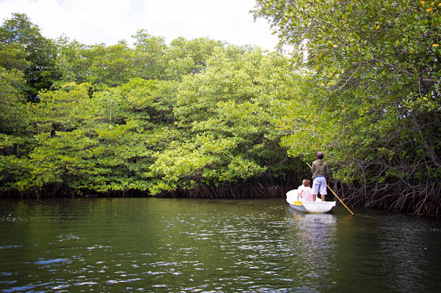 Foresta di mangrovie a Nusa Lembongan-Bali