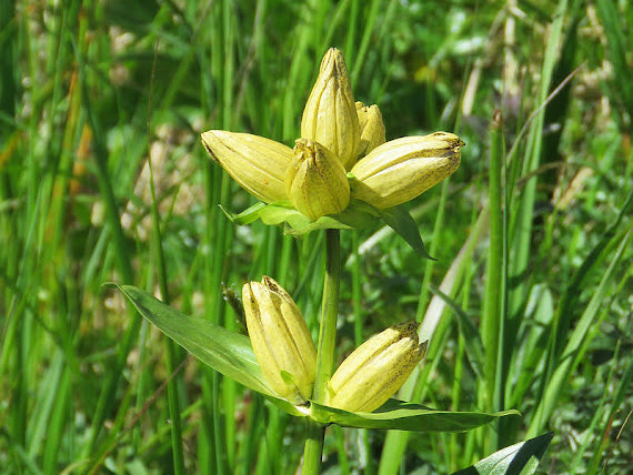 Goryczka kropkowana (Gentiana punctata L.) goryczka
