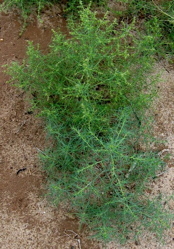 Baby Tumbleweeds (Buy Tumble weeds)