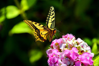 Schwalbenschwanz, Dovetail, swaelstert, përputhen, dovetail Schmetterling, mariposa, butterfly, fluture, papillon, бабочка, con bướm, motýl, fjäril, kupu-kupu, féileacán, farfalla, Leptir, drugelis, пеперутка, motyl,