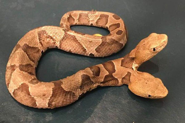 Viral Ditemukan Ular Berkepala Dua Copperhead Medusa