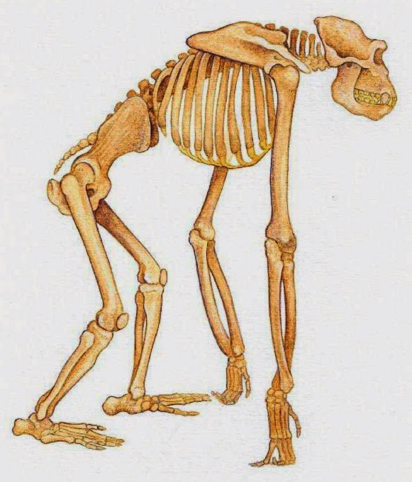 Шимпанзе передняя конечность. Скелет человекообразной обезьяны. Скелет человекообразной человекообразной обезьяны. Скелет орангутанга. Строение гориллы скелет.