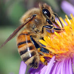 abelha//mbuingina