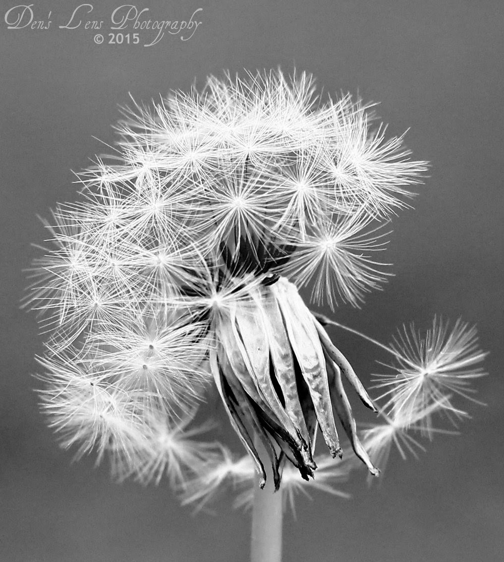 Den's Lens Photography Dandelions